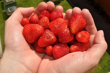 Stoffer i jordbær kan beskytte mod solens skadelige virkninger. Spørgsmålet er om de skal smøres på eller spises.