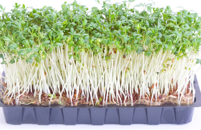 Kimblade som på karse er sundere end de fuldt udvoksede planter.