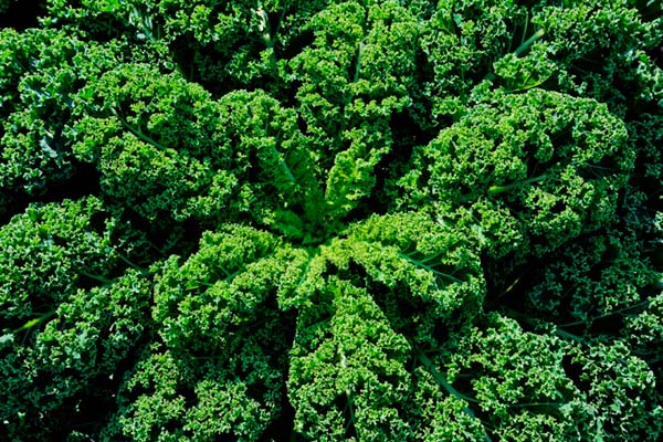 Spis rigelige med bladgrøntsager som grønkål og undgå kognitive problemer og måske Alzheimers.
