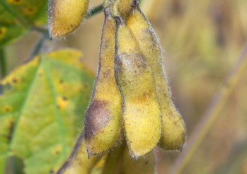 Letkogte frø fra soyabønner kan frigive kræftbekæmpende protein.
